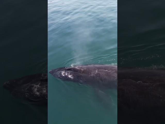 Drone footage Resurrection bay Seward Alaska. Subscribe and watch all my fishing and drone videos.