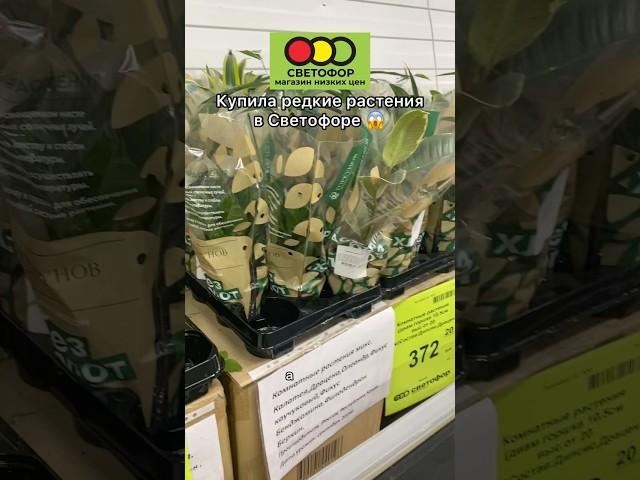 Редкие растения в Светофоре  Урвала за копейки! #plants #растения #аглаонема #aglaonema