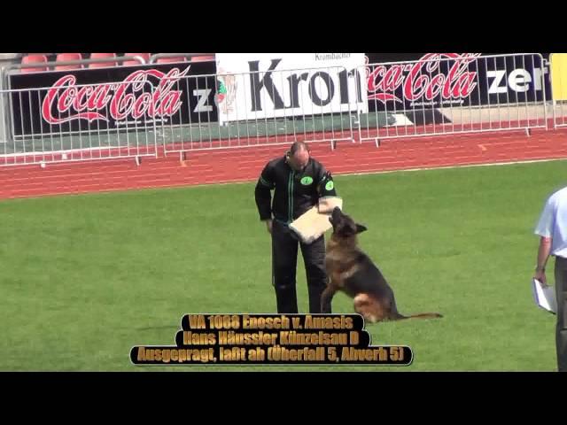 2013 SV BSZS Kassel TSB-Überprüfung Rüden (GHKR) part 1 VA