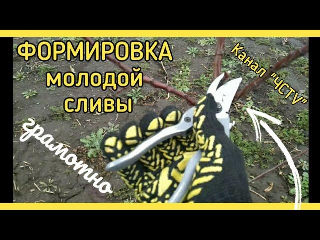 Обрезка СЛИВЫ МОЛОДОЙ или как ПРАВИЛЬНО сформировать сливу 2 года?