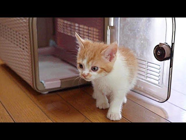 子猫を家族に迎え入れた瞬間　ケイちゃんこうちゃん、幸せへの第一歩を踏み出す！