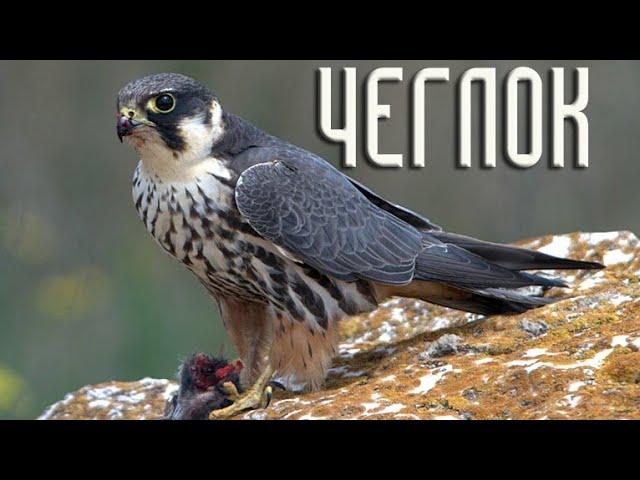 Hobby Falcon (Birds of Russia) Movie 74