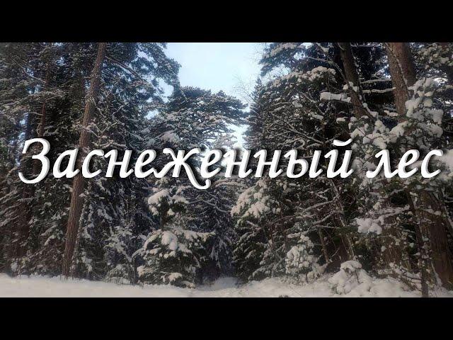 Красивый зимний лес / Relax / Beautiful winter forest / Ilus talvine mets