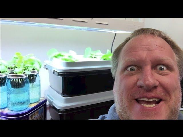 How the Kratky Method of Hydroponics Works