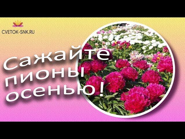 Когда сажать пионы? / Сад Ворошиловой