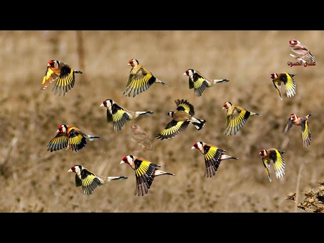 Goldfinch response after he heard this motivational song while in the cage