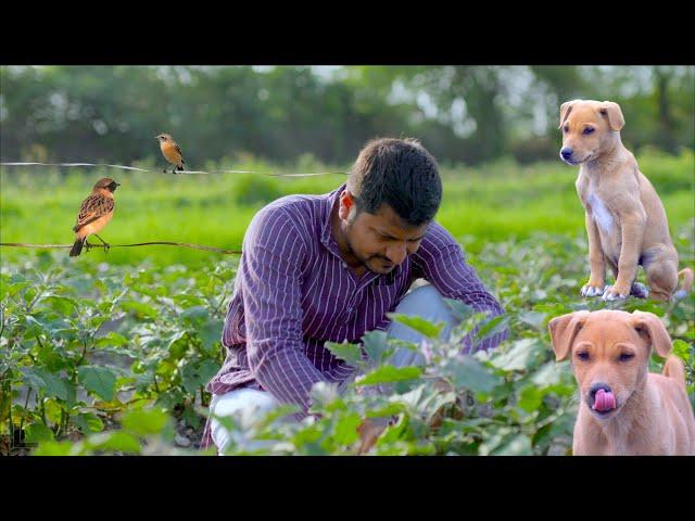 Indian Rural Life : Delicious Food and Beautiful Nature