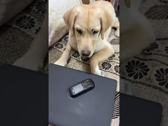 Coco’s final move  || Labra coco || #shorts #funny #comedy #funnymemes #memes #dog #labrador