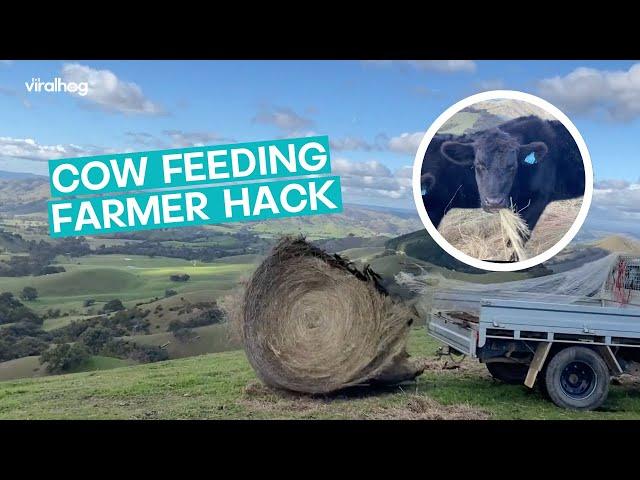 Farmer Finds Cow-Feeding Hack || ViralHog