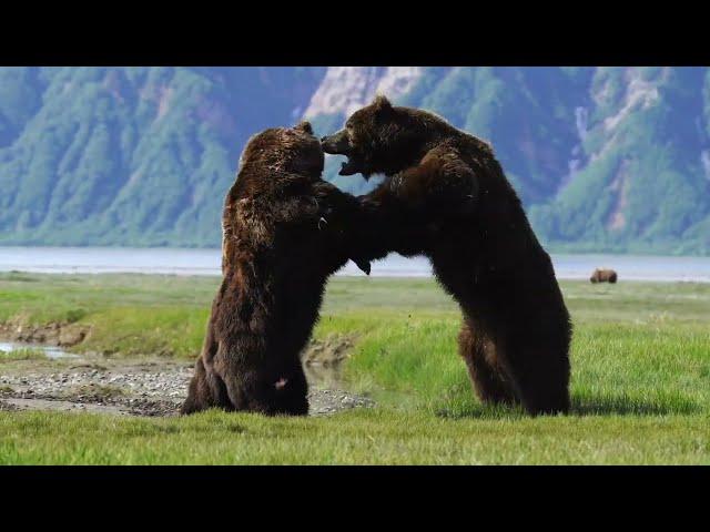 Photographer captures intense battle between 2 HUGE ferocious bears