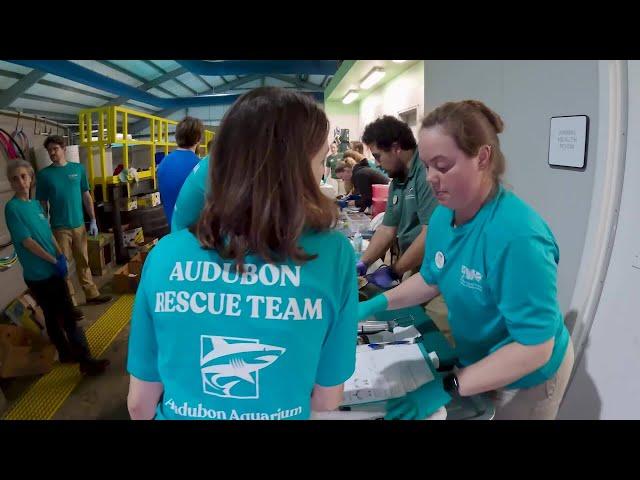 Care Team Nursing Critically Endangered Sea Turtles Back to Health