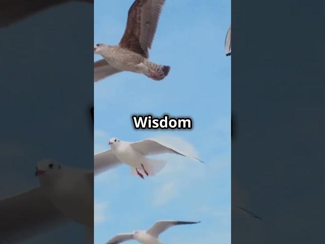 Meet Wisdom: The Oldest Wild Bird! 