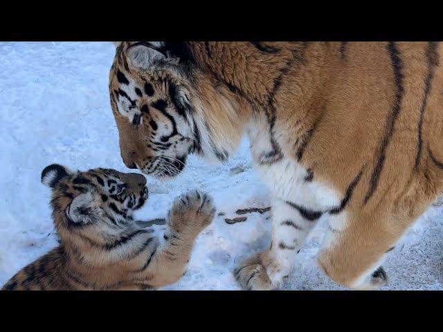 ПЕРВАЯ ВСТРЕЧА!!Тигренок Напугал Взрослого Тигра в 300 кг!! HUGE TIGER is SCARED of a Tiger cub