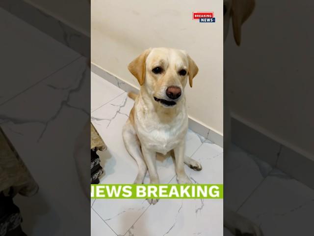 Breaking News  #yuvimicky #dog #labrador #shorts