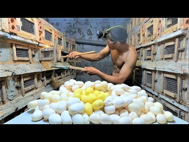 harvest cobra eggs 2022 -  share experience in raising cobras for export.