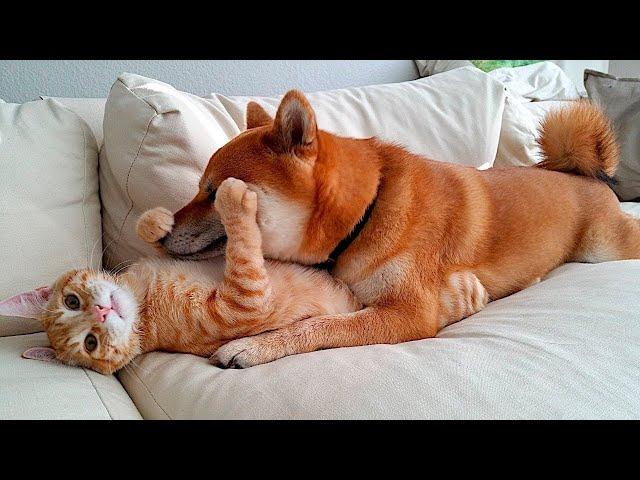  Orange are shameless!  Funny video with dogs, cats and kittens! 