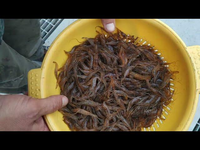 Ловля креветки мочалкой. Как ловить креветку. Рыбалка / Catching shrimp with a washcloth. Fishing.