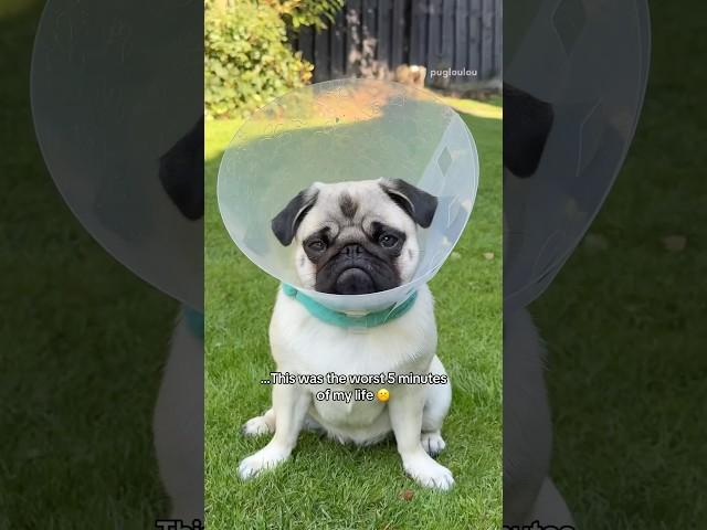 The biggest MISTAKE of MOSY’S life  #pug #dog #funny #coneofshame