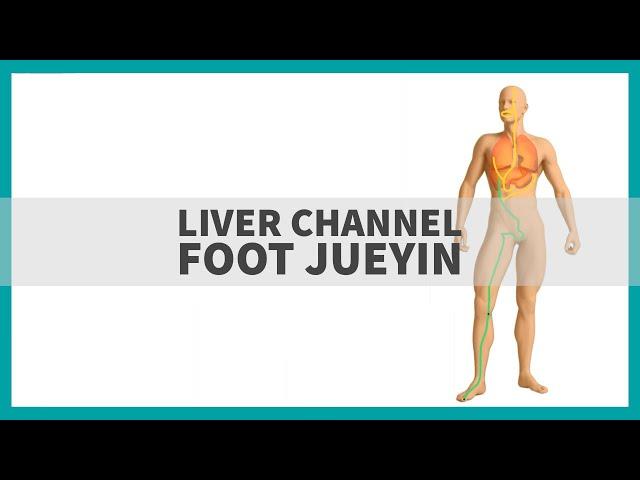 TCM Anatomy: The Liver Channel of Foot Jueyin