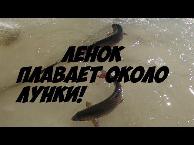 Ленки плавают около лунки! Ловля ленка в марте на мормышку с короедом. Зимняя рыбалка. Поимка ленка