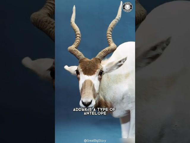 Addax  500 left: The Endangered Antelope!