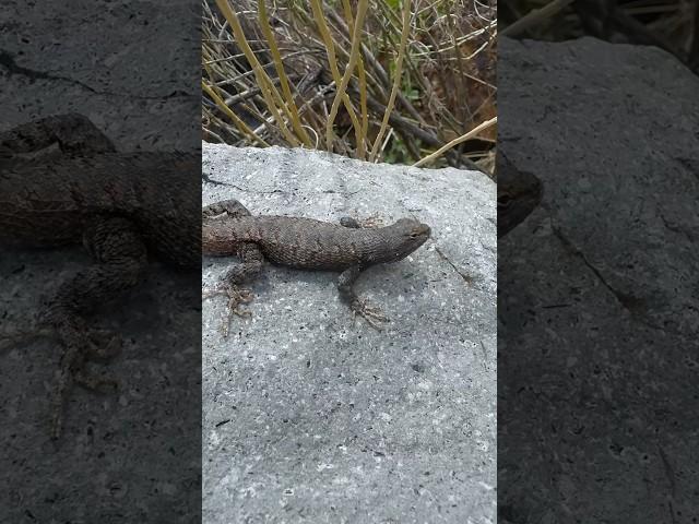 FRIENDLY ORNATE TREE LIZARD ON ANCIENT STONES BY ANCIENT RUINS #ancientruins #ornatetreelizard