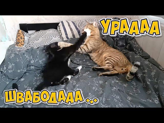 Ураааааа!!!!! Швабодааааа!!!!!!