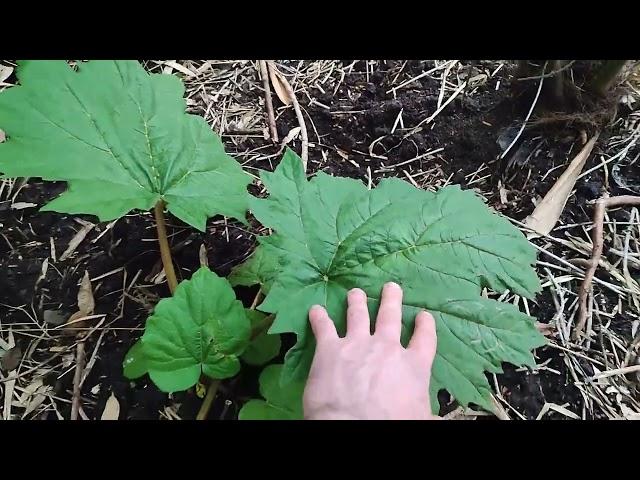 Rheum tanguticum, Chinese rhubarb.