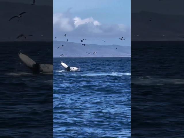 Hello there Mister Whale! 🩵  Video by Nona the Naturalist #shorts #whale