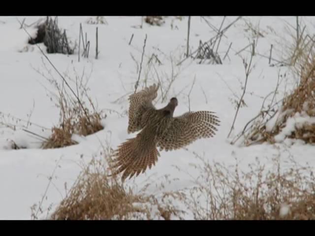 Birding Farmington Bay