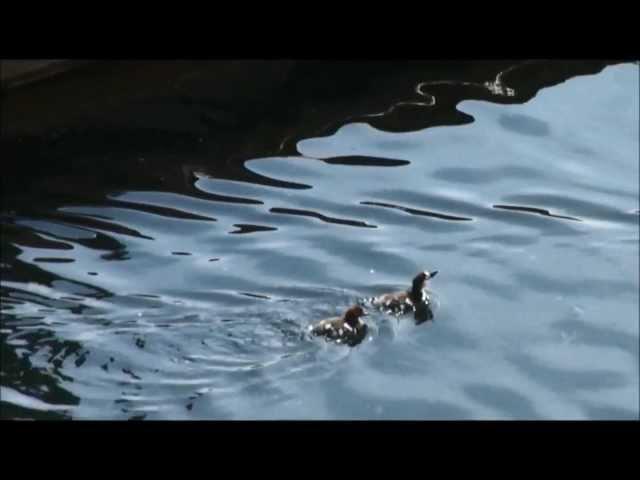 Mergus merganser and brood