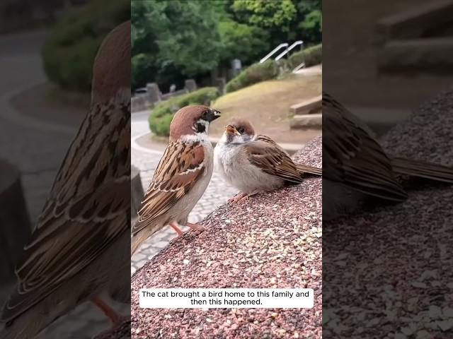 The cat brought a bird home to this family and then this happened #animalshorts #shortvideo