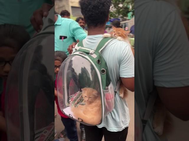 Next level animals lover carries cat in the arm and bog too #cat #cute #dogs #catlover