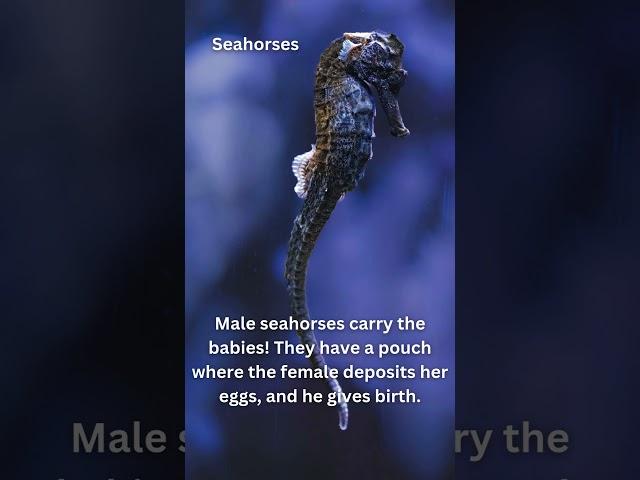 Seahorses