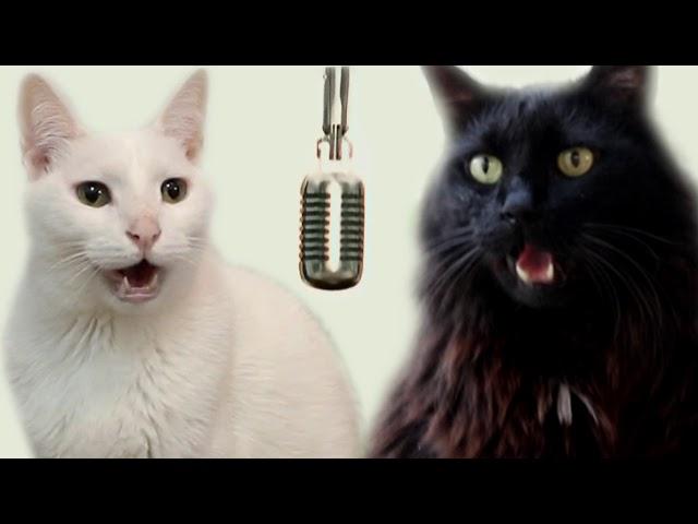 Cats Sing Macarena - Cats Version - Cats Parody