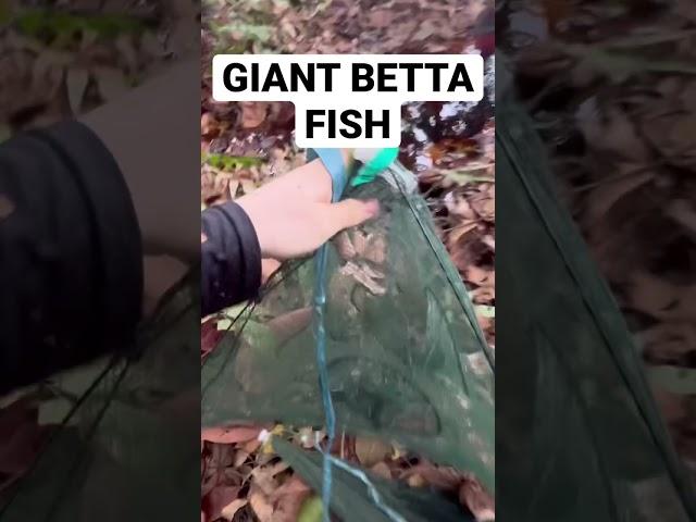 Giant Betta Fish in a Puddle!