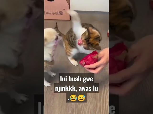 Kucing dan anjing lucu||funny cat||video lucu#youtubeshorts