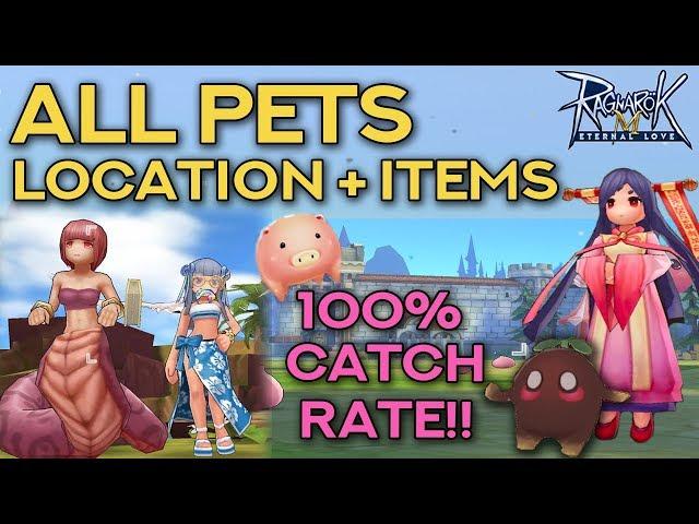 PET CATCHING GUIDE: 100% SUCCESS RATE!! | Ragnarok Mobile Eternal Love