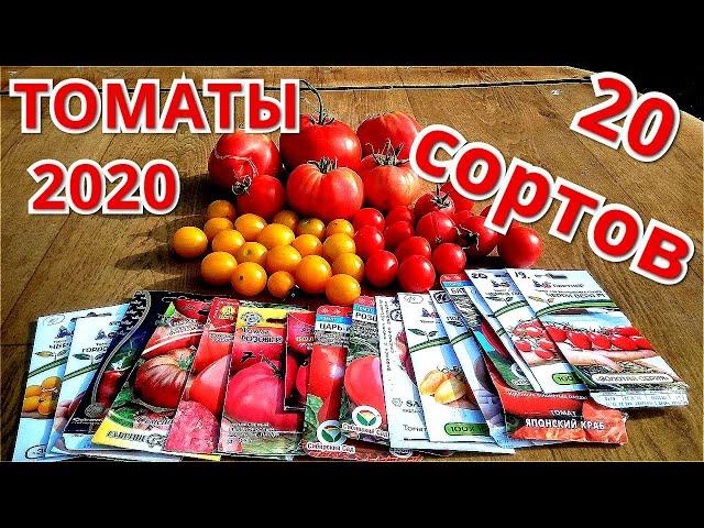 Обзор 20 СОРТОВ ТОМАТОВ. Итоги сезона 2020.