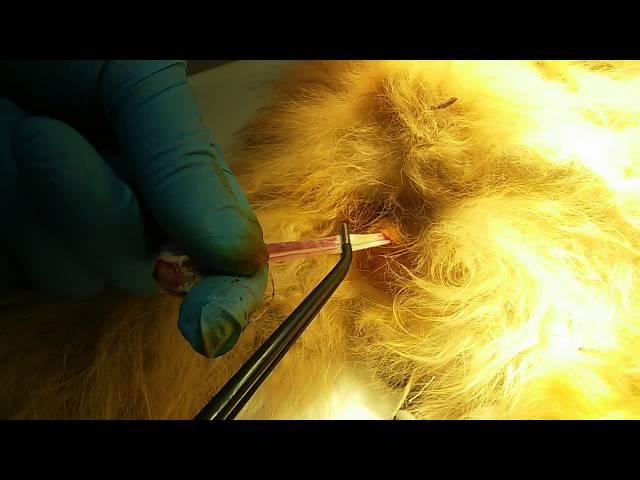 Neutering a cat. Кастрация кота. 220515