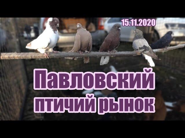 Павловский птичий рынок [15.11.2020]. Голуби - Ленинградская.