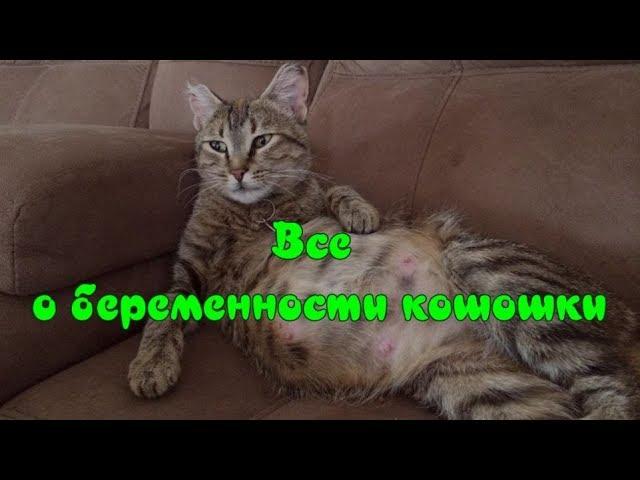 ВСЕ О БЕРЕМЕННОСТИ КОШКИ Уход за кошкой  ALL ABOUT CAT PREGNANCY Caring for a cat