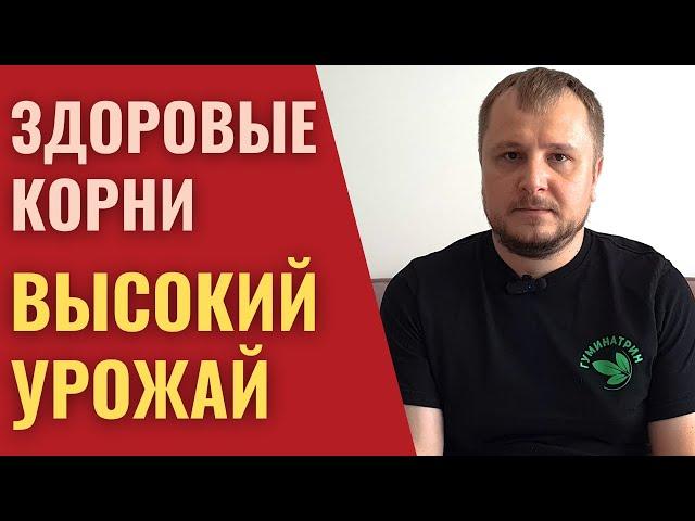 Здоровые корни — ключ к получению высокого и стабильного урожая