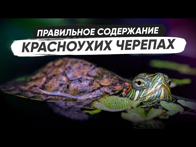 Красноухая черепаха - всё необходимое для содержания