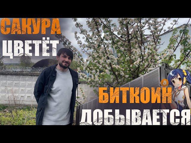 Халвинг убил биткоин? окупаемость никогда? что делать с whatsminer M50 / M30 , L7 победил. #btc