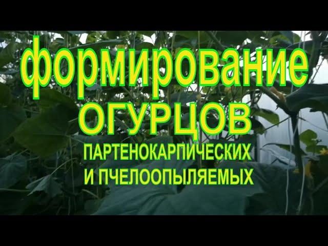 ФОРМИРОВАНИЕ ПАРТЕНОКАРПИЧЕСКИХ И ПЧЕЛООПЫЛЯЕМЫХ ОГУРЦОВ В ТЕПЛИЦЕ.