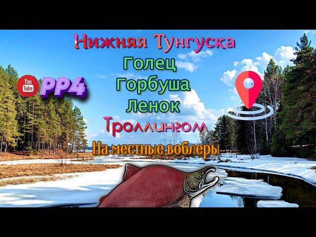 Нижняя Тунгуска • Голец • Горбуша • Ленок •  РР4 • Троллинг • Русская рыбалка 4 • 12.02.2024