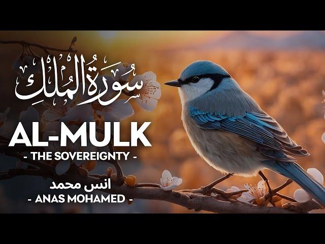 Surah Al Mulk (سورة الملك) - أنس محمد | Anas Mohammad | Quran Recitation (4K)