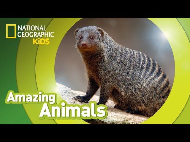 Banded Mongoose | Amazing Animals