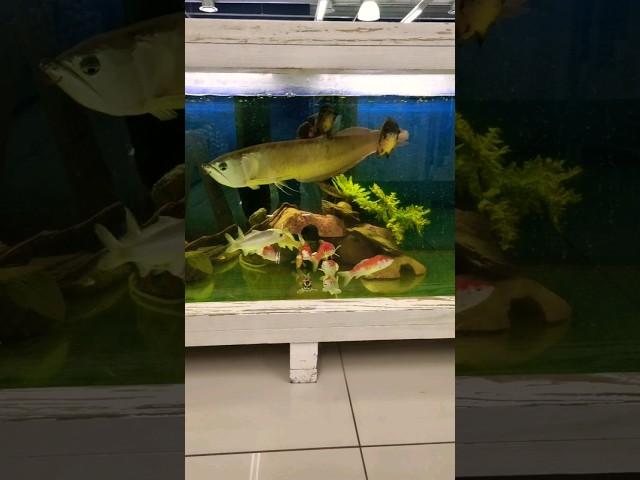 Arowana #aquariumhobby #monsterfish #arowana
